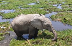 3 Days Classic Amboseli National Park