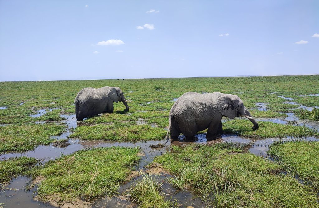 Kenya safari amboseli 3 days packages from nairobi